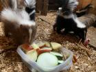 Skunk / Stinktiernachwuchs abzugeben