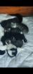 Perser Mix Kitten suchen ein liebevolles Zuhause ab November