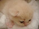 2 süße BKH Kitten abzugeben