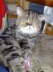 Exotic Shorthair Kater 6 Jahre zu verschenken