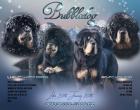 Tibetmastiff Tibetdogge Do-Khyi