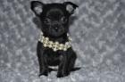 Chihuahua Welpen in Kurzhaar mit Ahentafel
