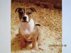 Staffordshire Bullterrier Welpen