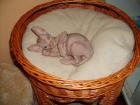 Don - Sphynx