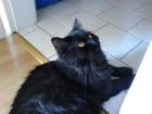 Süßer Perserkater