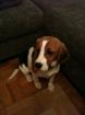 Süsse Beagle Hündin 1 Jahr