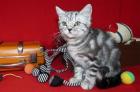 BKH - Silbertabby - Katerchen mit Stb. nur in liebevolle Hände abzugeben