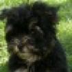 Deckrüden Yorki Black