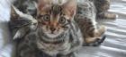 Bengalkitten zu verkaufen