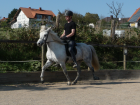 Tellington TTOUCH und Bodenarbeitskurs 7. -8. Mai