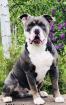 Old english Bulldog Deckrüde Oeb
