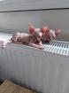 Sphynx nur im Doppelpack