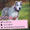 Daenerys - menschenbezogen lieb