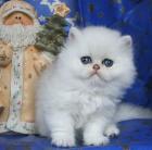 Perserbabys chinchilla und silver