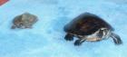 Wasserschildkröten Geldwange- und Höckerschildkröte