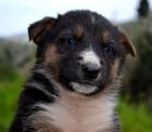 Nadine Ein knuddeliges Schäferhundbaby sucht Familienanschluss