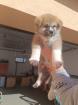 Japanische Akita Inu welpen