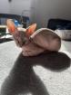 Canadian Sphynx Katze
