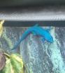 Lygodactylus williamsi 2. 0 DNZ