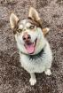 Runa - Husky Mischling - lieb aktiv