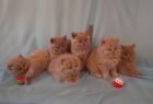 BLH Kitten Highlander Kitten mit Stammbaum 1a Elter Europa Champion