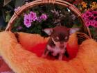 Süße Chihuahua-Welpen