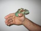 Chamaeleo trioceros quadricornis Vierhornchamäleon 1. 0 Bökchen kl-mt Groß DNZ 20