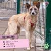 Tortilla. ist eine tolle aktive und verspielte Hundedame