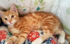 Mischlingskatzen Kitten BHK Mix