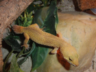0 1 Tornado Leopardgecko