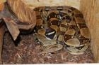 Zuchtpaar Boa Constrictor 100 het Albino