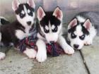 Siberian Husky Welpe mit VDH/DCNH/FCI-Papieren aus seriöser Zucht