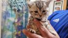 BKH / scottish fold Kitten suchen neuen Wirkungskreis