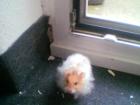 2 süße Theddyhamster zu Verkaufen Käfig