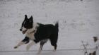 Biete reinrassigen Border Collie Deckrüden O. Papiere