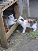 Süsse Katzenkitten Suchen neuen Dosenöffner