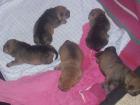 Shar Pei Welpen