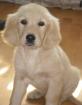 Golden Retriever Welpe-Rüde