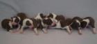 Reinrassige Border Collie Welpen mit Ahnenliste