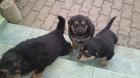 Welpen suchen neues Zuhause