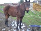 Suche Dringend Reitbeteiligung für Holsteiner Wallach