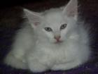Verkaufe weiße weibliche Türkisch Angora Kitte mit blauen Augen