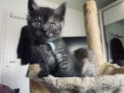 Noch 5 BKH/BLH Mix Kitten