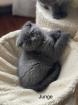 3 Scottish BKH Kitten