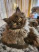 Maine Coon Perser Katze