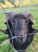 Quessant Schafe abzugeben kleinste Schafrasse der Welt