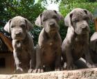 Deutsche Dogge Doggenwelpen in blau