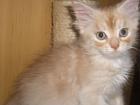 Maine coon Kitten