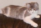 Maine Coonkitten in verschiedenen Farben zu verkaufen