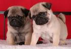 Liebe Mops Freunde Mops Welpen Reinrassig